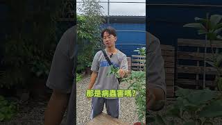 【植感日常分享】桂花胡亂生長，如何修剪矮化桂花 植感分享 植物 [upl. by Nonnahsal]