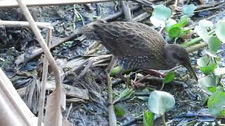 Gallinera overa quotEjemplar inmaduroquot Pardirallus maculatus [upl. by Cornew]