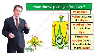 Fertilisation and Germination  Biology  Key Stage 3  Mr Deeping [upl. by Klehm]