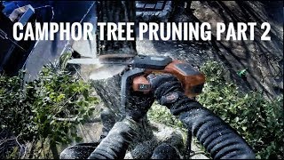 Camphor Tree Pruning part 2  SRT  Bulldog Bone  Husqverna  Aroborist GoPro [upl. by Eugnimod]