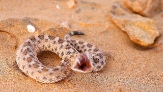 DEADLY SAND VIPER  Herping Morocco [upl. by Rowney]