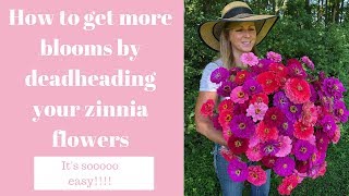 How to get more blooms by deadheading your zinnia flowers [upl. by Shulins851]