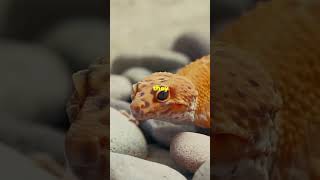 This Gecko Can Reproduce A Without Male🦎shorts animals [upl. by Myna]