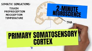 2Minute Neuroscience Primary Somatosensory Cortex [upl. by Grissom]