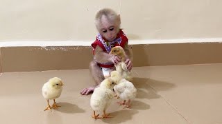 Never Seen Before Monkey ChiChi Care And Play With 4 Newborn Chicken [upl. by Illene]