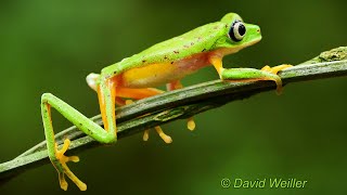 How Many Lemur Leaf Frogs Can Walk Along [upl. by Nollat]