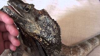 REX my male frilled dragon [upl. by Sonahpets590]