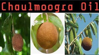 CHAULMOOGRA OIL Hydnocarpus oil [upl. by Diarmid]