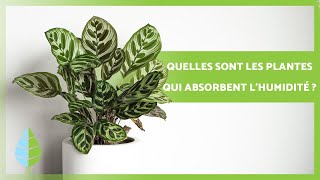 8 PLANTES QUI ABSORBENT LHUMIDITÉ 🌿💧 Noms et soins [upl. by Yhcir]