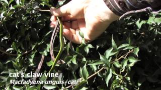 How to identify Cats claw vine Macfadyena unguiscati [upl. by Ayekehs201]