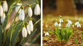 How to Plant Snowdrops Spring Garden Guide [upl. by Jarek]