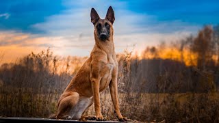 Owczarek Belgijski Malinois TOP 5 CO MUSISZ WIEDZIEĆ [upl. by Kruter]