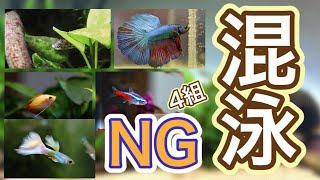 【初心者】小型水槽で飼育可能な熱帯魚だけど混泳はNG4組【アクアリウム 水草】 [upl. by Phil]