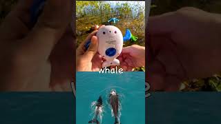 Sea Animal Names at the Lake for Kids Lemon Shark Whale Lobster Fish Dolphin Seahorse [upl. by Ahsien]