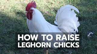 How to Raise Leghorn Chicks [upl. by Eelyahs]