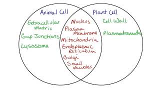 4 Animal vs Plant Cells [upl. by Uaerraj]