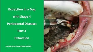 Extraction in a dog with Stage 4 Periodontal Disease Part 3 Tooth Extraction [upl. by Anny]