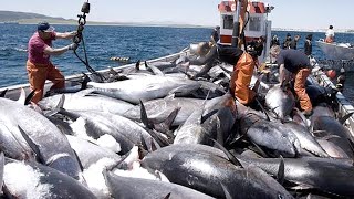 Net Fishing Tuna Big Catch Giant Bluefin Tuna Harvest and Tuna processing line in Factory [upl. by Arac]