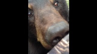 Bear amp Man Face to Face ORIGINAL VIDEO [upl. by Wootten]