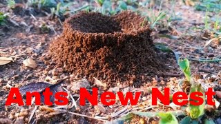 Ants colony starting a new nest and creating an Anthill in a Game Reserve in South Africa [upl. by Tirrej]