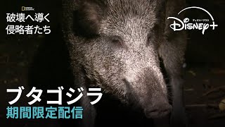 【期間限定フル公開】ナショナル ジオグラフィック 『破壊へ導く侵略者たち』「ブタゴジラ」｜Disney ディズニープラス） [upl. by Riggall]