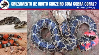 Cruza de Urutu cruzeiro com Cobra Coral  BiÃ³logo Henrique o BiÃ³logo das Cobras [upl. by Fox]