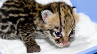 Cute Baby Ocelots 11 days old [upl. by Berardo]