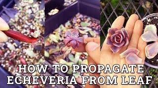 How To Propagate Echeveria Succulent Plants From Leaf [upl. by Auliffe905]