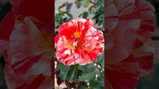 Maurice Utrillo Roses  AshasRealm youtubeshorts shorts flowers [upl. by Singer879]