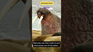 The Mighty Walrus Facts About These Fascinating Animals🦭 animals youtubeshorts ytshorts facts [upl. by Nnaasil589]