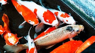 7 Jenis ikan hias yang bisa berukuran besar untuk aquarium [upl. by Courcy]