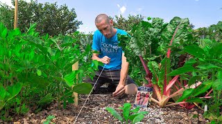 Its Not Too Late 7 Crops You Can Still Plant in August [upl. by Nared]