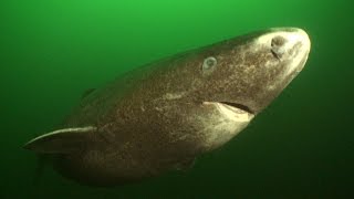 The Greenland shark can live to be 400 years old [upl. by Reinal267]