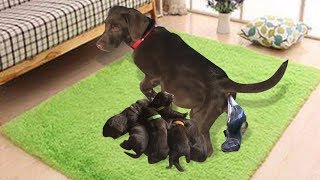 Our Chocolate Labrador Retriever Gives Birth To 7 Cute Puppies [upl. by Haskins]