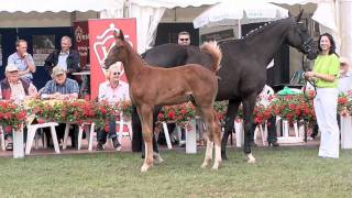 wwwreitschulesandbrinkde Floriscount  Metternich colt Lienen 2011 Dressage [upl. by Slinkman]