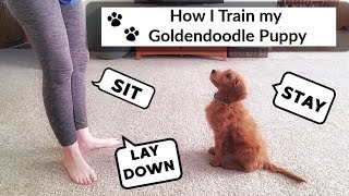 TRAINING GOLDENDOODLE PUPPY [upl. by Yecal762]