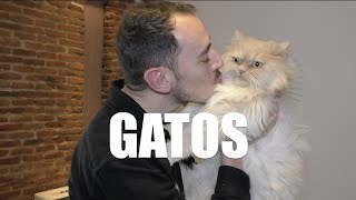 GATOS [upl. by Cormac]