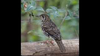 Bassian Thrush  A strange Bird  Bird that farts to catch earthworms  FacTime shorts YT fact [upl. by Chapel]