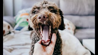 4 Home Remedies for Dog Cough [upl. by Htebesile]