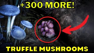 How to Find Truffles in BDO After the Update  The Best Secret Caves Revealed [upl. by Rheta]