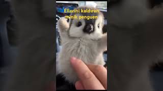 Ellerini kaldırıp sevdıren penguen [upl. by Aaberg]