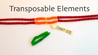 Transposable Elements [upl. by Wootten267]