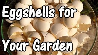 2 Min Tip How We Use Eggshells in Our Garden Eggshell Calcium [upl. by Shea]