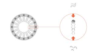 What is a micelle [upl. by Luther]