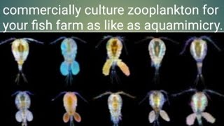 Zooplankton for commercially culture as like as aquamimicry copepods cyclopsdaphnia etc farming [upl. by Lebasi748]