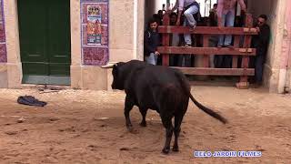 OS TOIROS NAS RUAS DE AZAMBUJA FEIRA DE MAIO 2018 [upl. by Ellord]