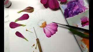 Illustrating a Zinnia for the New England Society of Botanical Artists [upl. by Nnylatsirk]