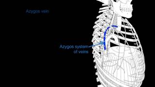 Intercostal veins [upl. by Nirehtak397]