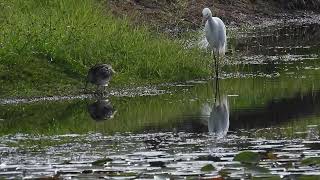 Plumed Egret n Lathams Snipe Hervey Bay Qld [upl. by Neysa573]