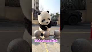 cute panda video panda shorts [upl. by Enoch421]